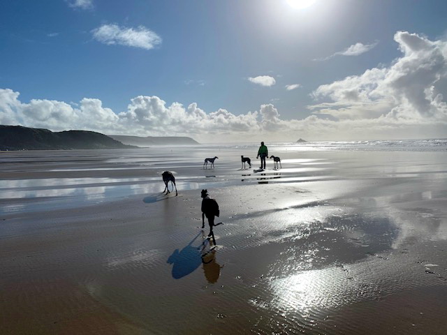 lange Strandspaziergänge mit Hunden